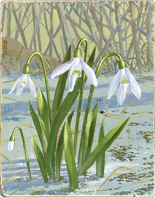 snowdrop flowers